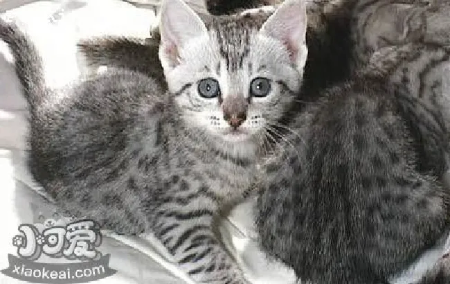 埃及猫掉毛怎么办（埃及猫毛发护理方法）