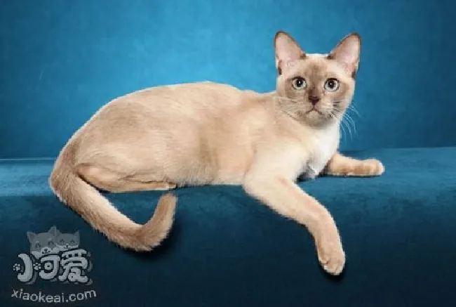 东奇尼猫怎么养（东奇尼猫饲养方法）
