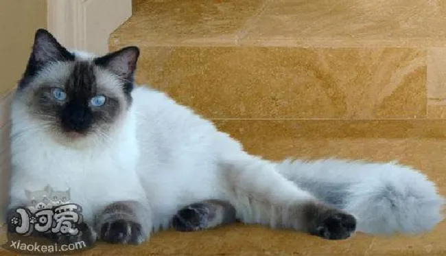 伯曼猫怎么护理（伯曼猫的护理方法）