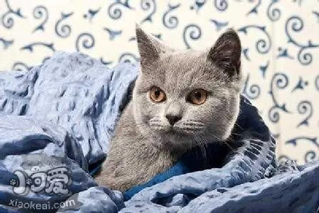 科拉特猫怎么养（科拉特猫饲养方法）