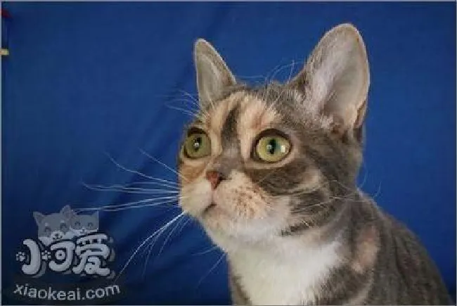 美国刚毛猫怎么养（美国刚毛猫饲养方法）