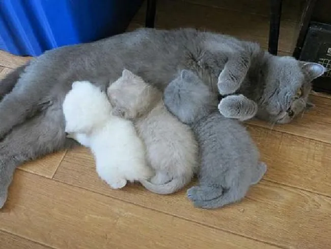 怎么辨别新生猫咪公母（猫咪雌雄辨别方法）