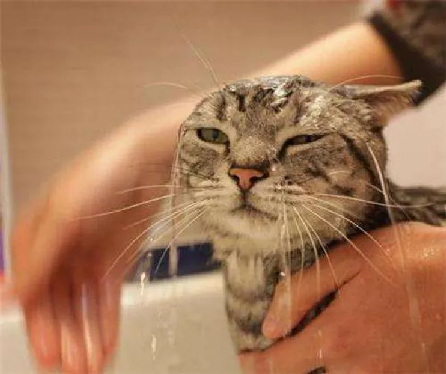 猫咪洗澡用什么沐浴露（猫咪沐浴露选择技巧）
