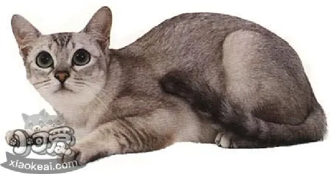 波米拉猫尾巴有什么用（波米拉猫尾巴作用介绍）