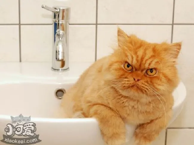 怎么给波斯猫洗澡（波斯猫洗澡的具体操作）