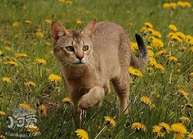 怎么给非洲狮子猫剪指甲（非洲狮子猫剪指甲技巧）