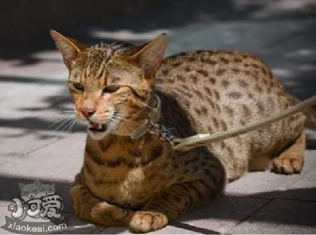 阿舍拉猫指甲怎么剪（阿舍拉猫剪指甲方法）