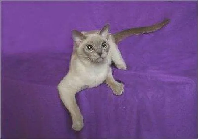 东奇尼猫怎么修毛（东奇尼猫修毛方法）