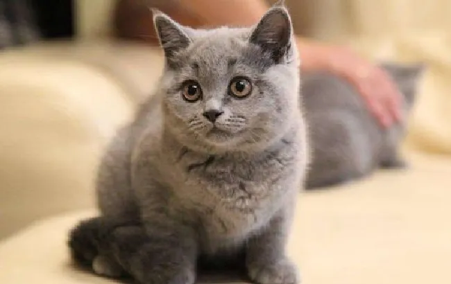 怎么给英国短毛猫梳毛（英短毛发梳理方法）