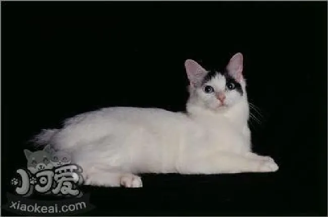 日本短尾猫怎么养（日本短尾猫饲养方法）