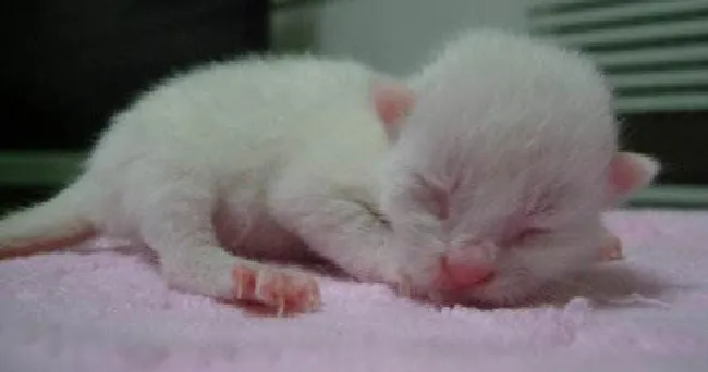 怎么辨别新生猫咪公母（猫咪雌雄辨别方法）