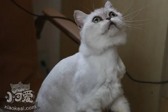 蒂凡尼猫喂什么（蒂凡尼猫喂养手册）
