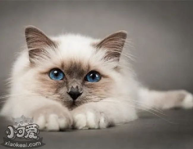 如何饲养巴厘猫（巴厘猫饲养方法）
