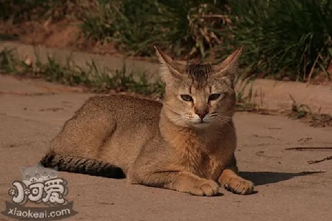 非洲狮子猫怎么梳毛（非洲狮子猫梳毛方法）