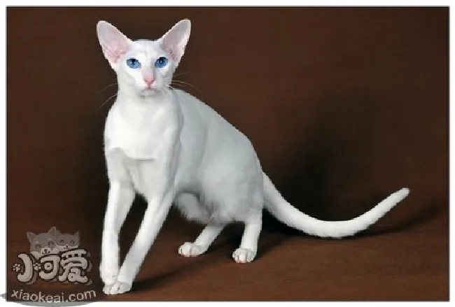东方短毛猫毛发怎么护理（猫咪毛发护理技巧）