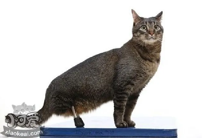 怎么给内华达猫洗澡（内华达猫洗澡步骤）