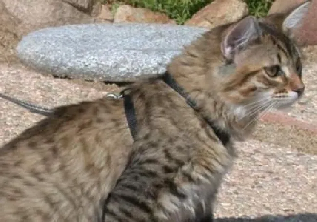 美国短尾猫不能吃什么（美国短尾猫禁食食物介绍）