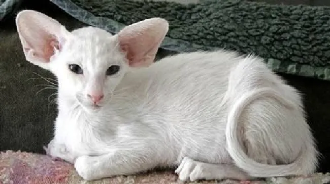 东方短毛猫好养吗（东方短毛猫饲养方法）