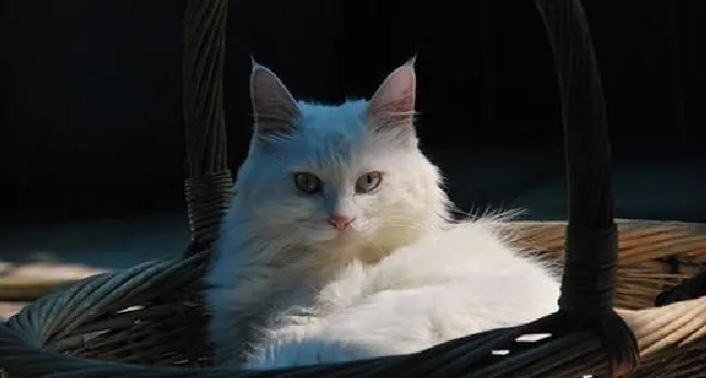 山东狮子猫掉毛怎么办（狮子猫掉毛处理方法）
