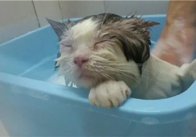 猫咪洗澡用什么沐浴露（猫咪沐浴露选择技巧）