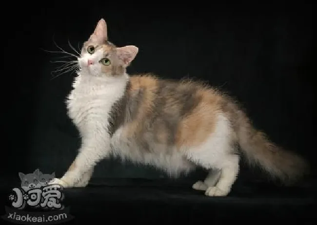 拉邦猫怎么护毛（拉邦猫毛发护理方法）