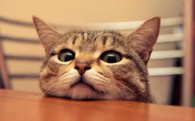 怎么自制猫咪罐头（猫咪罐头自制教程）