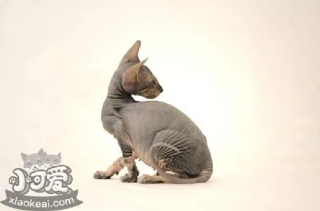 彼得秃猫多久洗一次澡（彼得秃猫洗澡介绍）