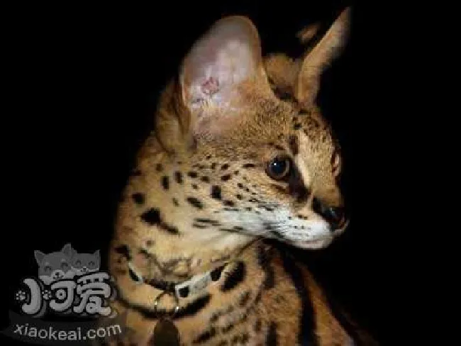 阿舍拉猫幼猫怎么养（阿舍拉猫幼猫饲养方法）