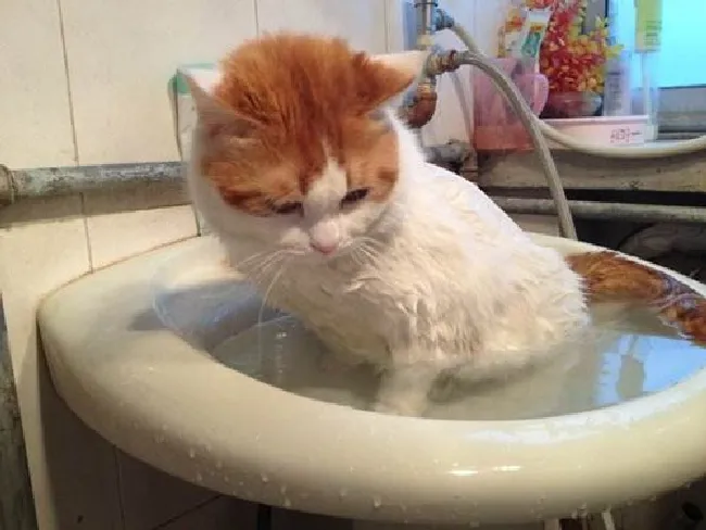 猫咪洗澡用什么沐浴露（猫咪沐浴露选择技巧）