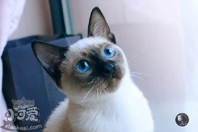 饲养暹罗猫有哪些好处（暹罗猫饲养好处）