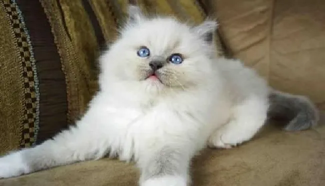 布偶猫怎么清洁毛（布偶猫毛发清洁步骤）