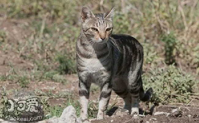 肯尼亚猫多久洗一次澡（肯尼亚猫洗澡方法）