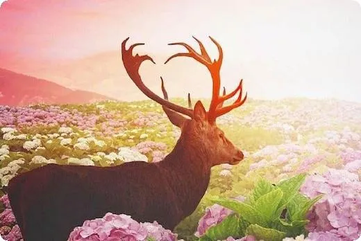 fll什么币（fll什么币怎么买）